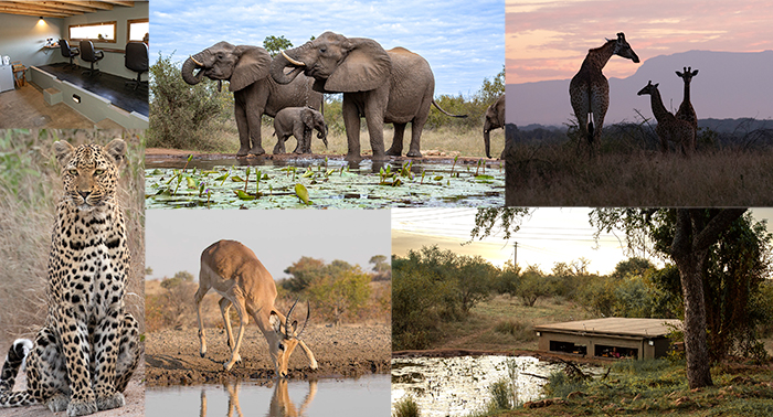 photo safari in South Africa with photographer Gregory Sweeney