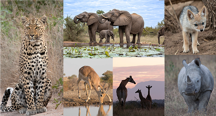photo safari in South Africa with photographer Gregory Sweeney