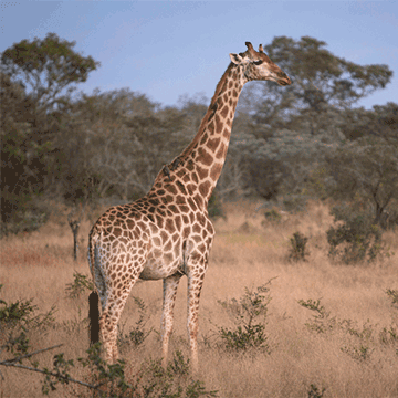 giraffe Cinemagraph