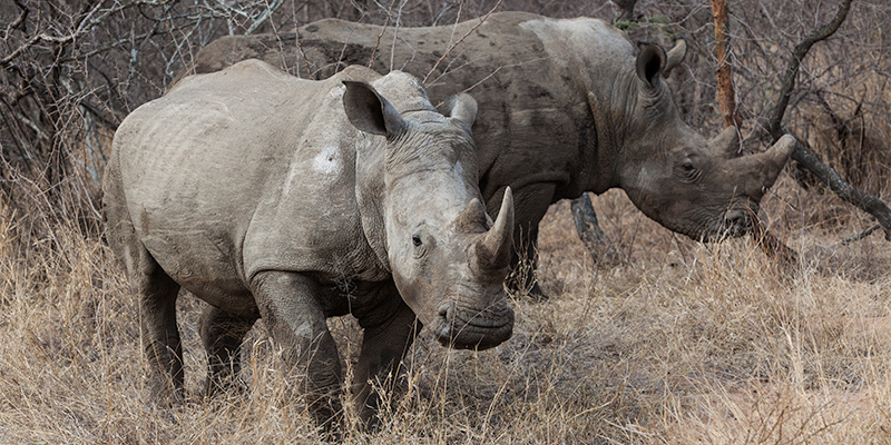 safari with Wild white rhinos in South Africa